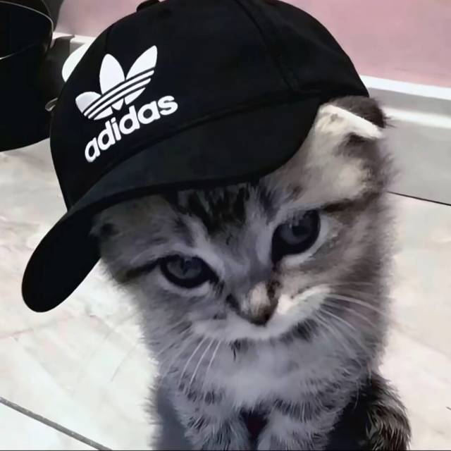 鱼鱼